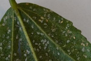 Tomato-Potato Psyllid
