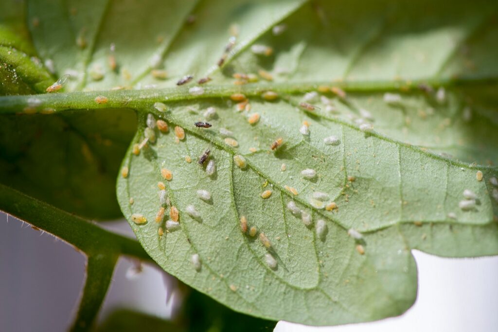 Tomato-Potato Psyllid