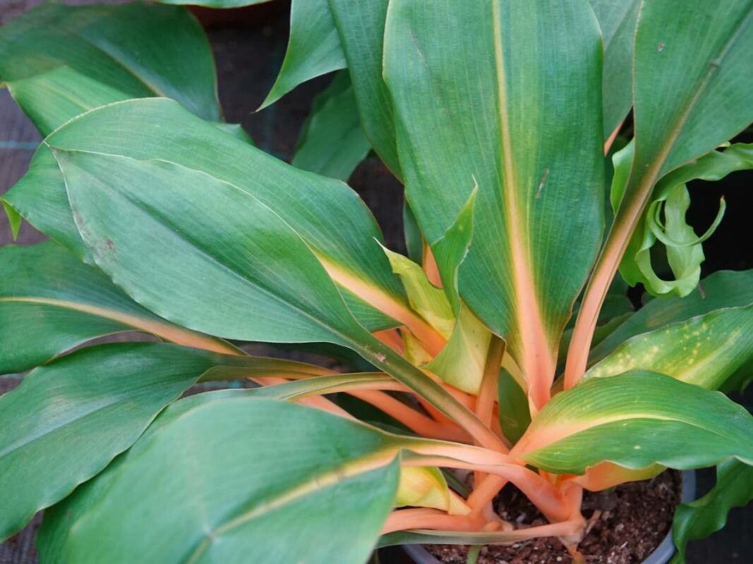 Interesting Plants of the World: Chlorophytum orchidastrum 'Green Orange' -  Greenlife Industry Qld