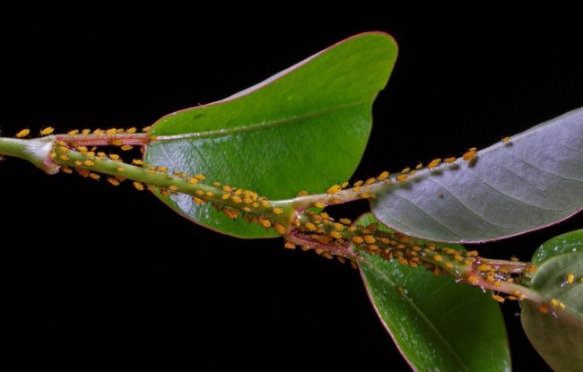 Get Prepared for Summer Planting – Manage Pests, Diseases and Weeds NOW!