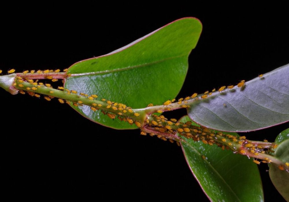 Get Prepared for Summer Planting – Manage Pests, Diseases and Weeds NOW!