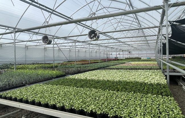 Greenhouse Greenhouse