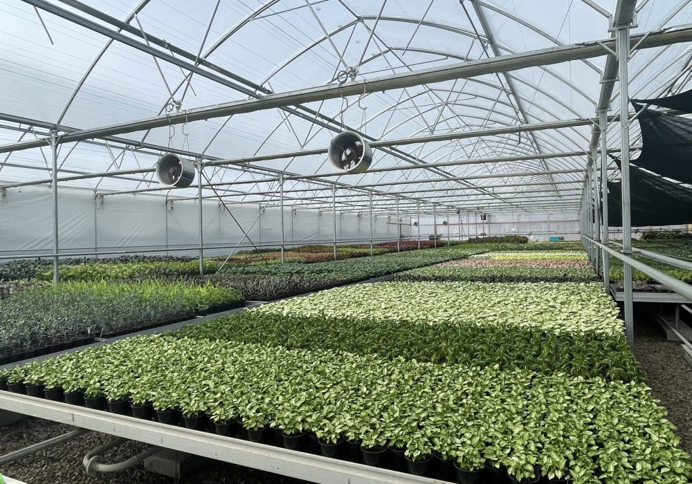 Greenhouse