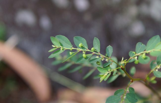 Hen & Chicken (Phyllanthus tenellus)