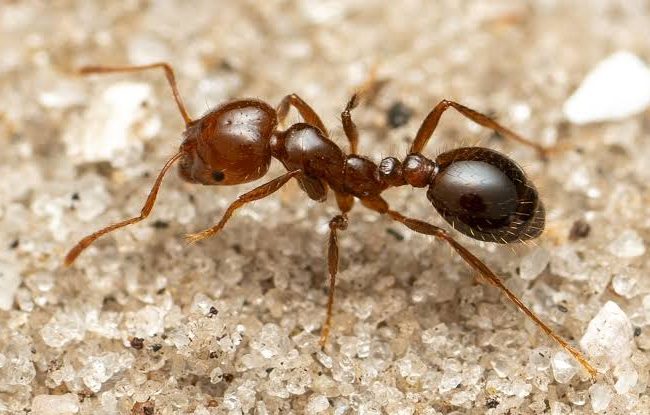 Tell candidates what fire ants will cost YOU!