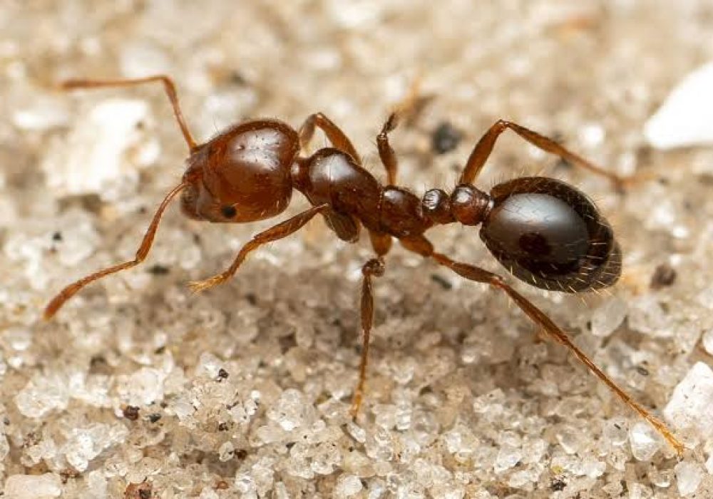 Tell candidates what fire ants will cost YOU!