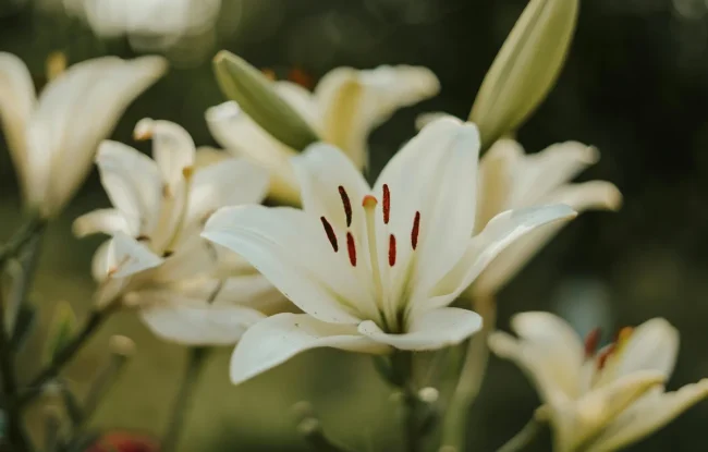 Vale Sheila Thompson
