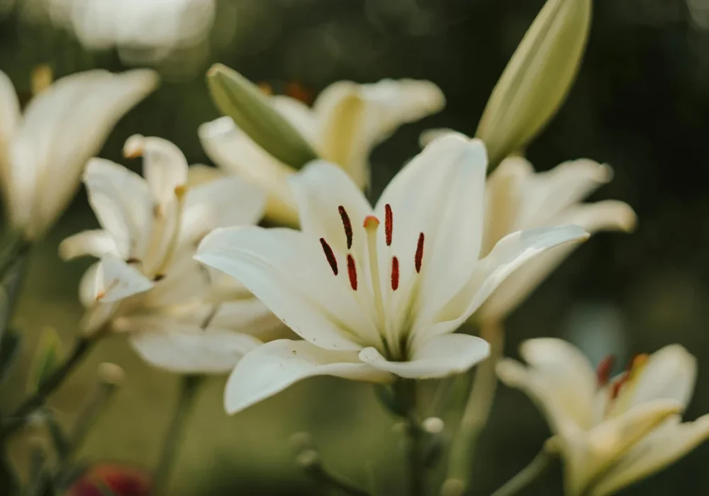 Vale Sheila Thompson