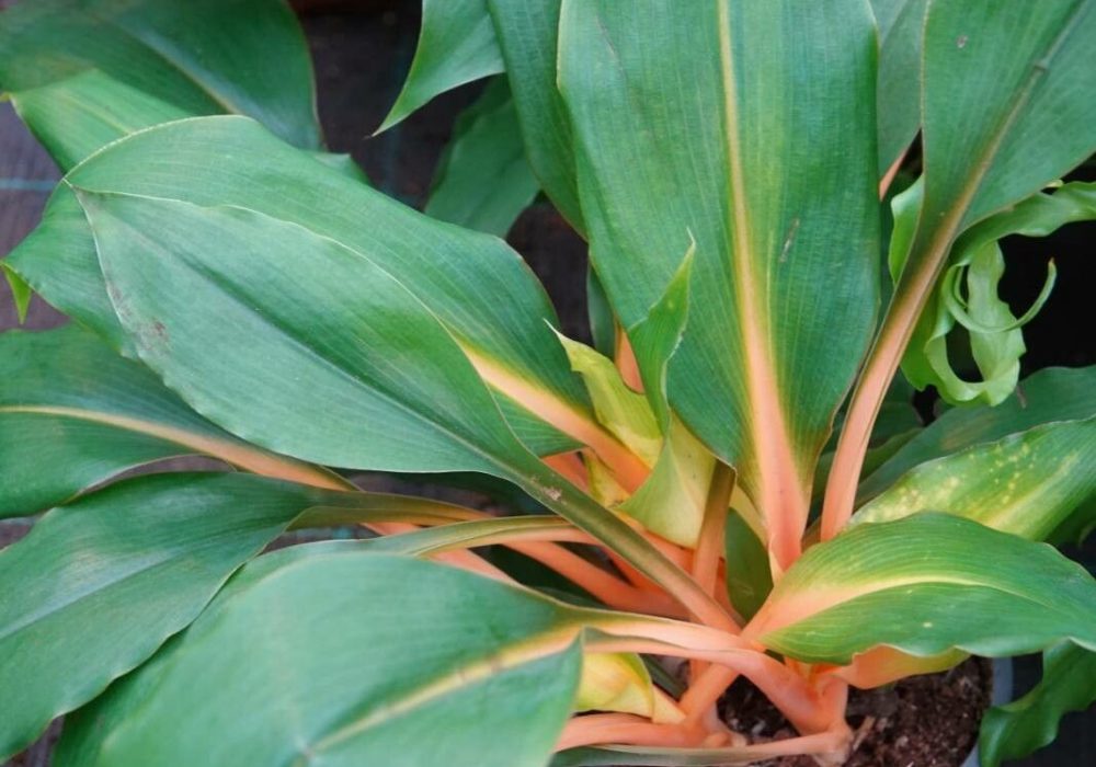 e5051b2250574df0313e793c08c83ca0c26d7d84