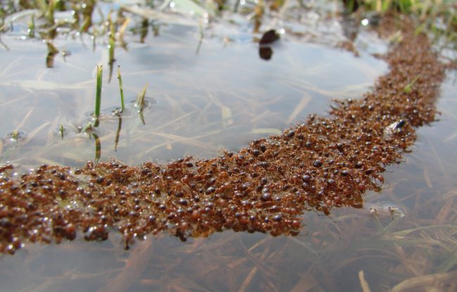 fire ant raft