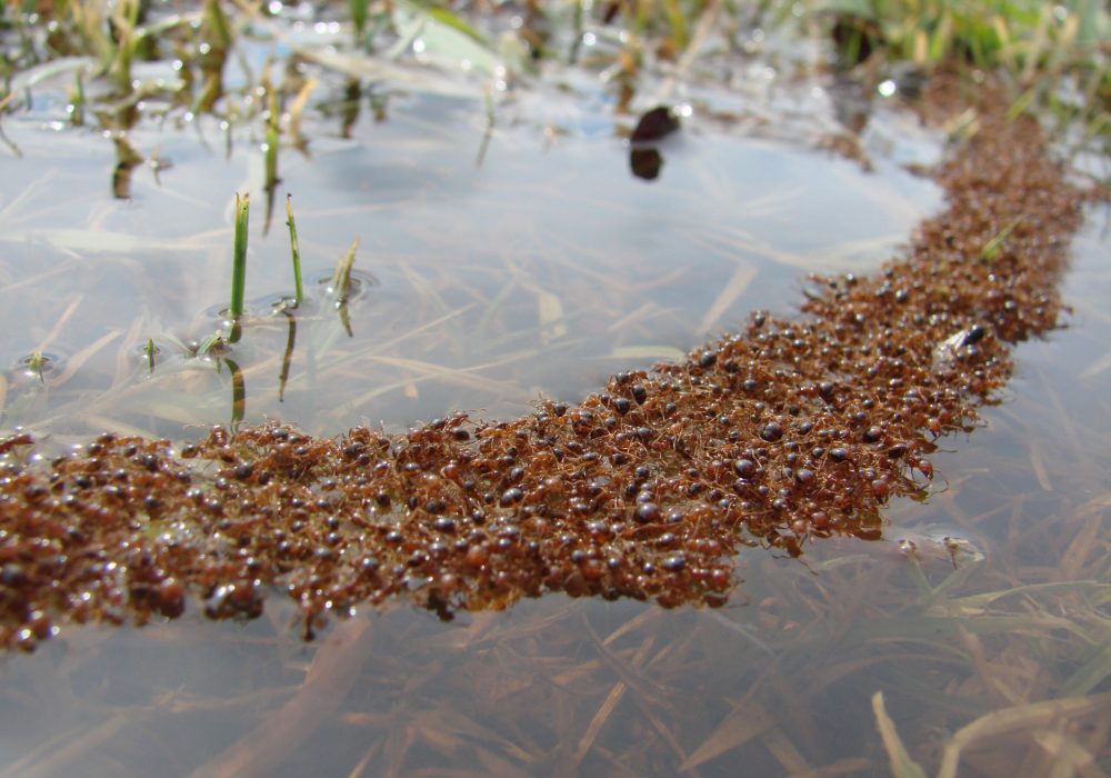 fire ant raft