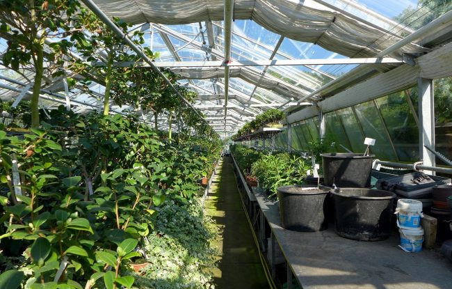 greenhouse-2499758_1280