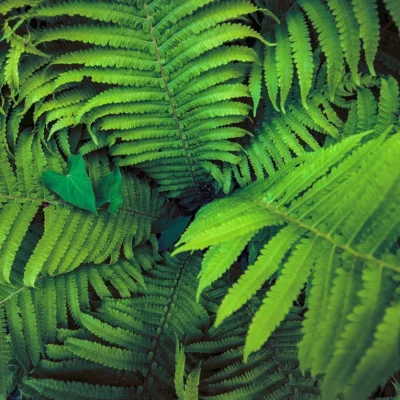 ngiq_greenlife_0004